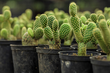 Opuntia Microdasys Bunny Ears Cactus, Succulent Plants, angel's-wings, bunny cactus or polka-dot cactus
