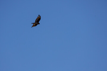 Turkey vulture soaring in the sky
