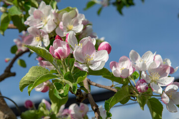 Blossoming apple orchard in the spring. Flowering Apple garden. Fruit trees in the bloom.