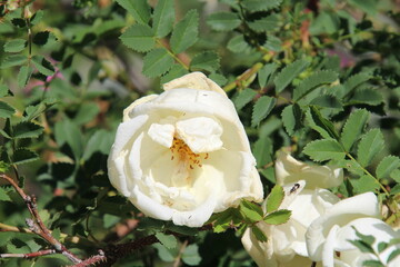 White Rose In Bloom, Fort Edmonton Park, Edmonton, Alberta