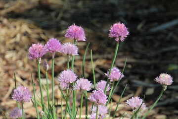 flowers in the meadow