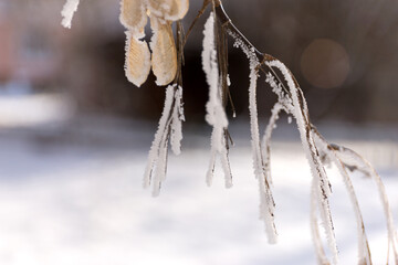 Winter Frost Maple Brunch on Blur Snowy Background.