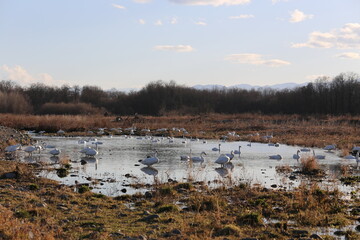 Winter wild birds in Azusa River