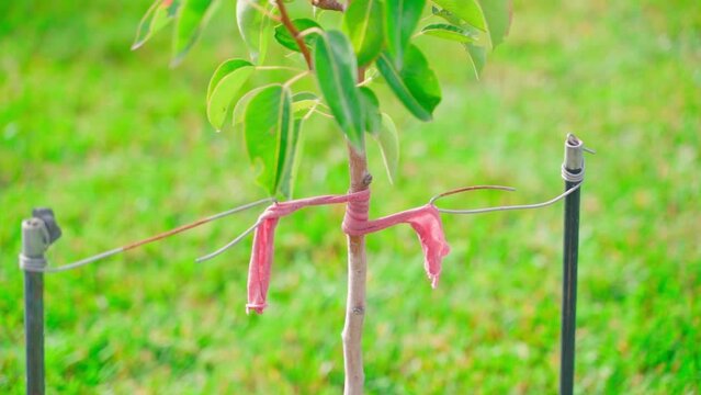A young tree seedling is tied with a rope close-up against a green lawn. Smooth camera movement. Caring for garden trees by a gardener