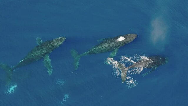 Humpback whale pod breathing at surface and creating rainbows