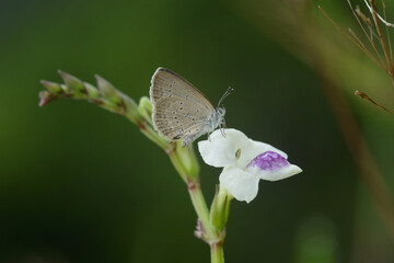butterfly on a flower