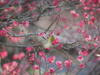 梅の花の蜜を吸う小さな野鳥
