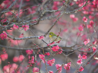 梅の花の蜜を吸う小さな野鳥