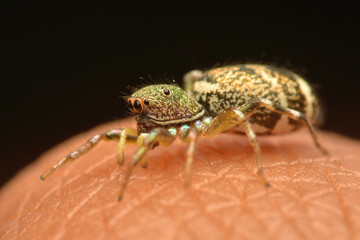 close up of a spider