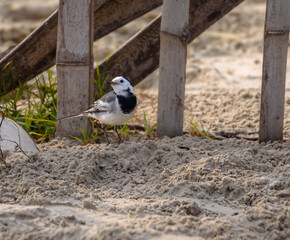 A White Wagtail , a small passerine bird perched on a Sand.