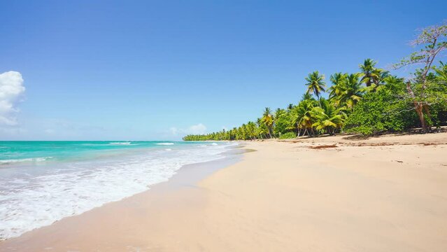 View of a beautiful tropical sandy beach with green coconut trees around. Coast of the Caribbean. Vacation and vacation concept. Tropical beach against the blue sky.