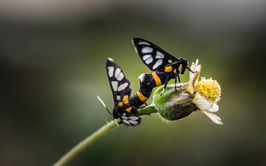 Fototapeta na wymiar Wasp moth, Tiger moth mating on wildflower, isolated nature background.