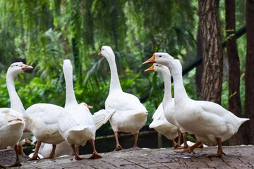 Close up White ducks inside Lodhi Garden Delhi India, see the details and expressions of ducks during evening time