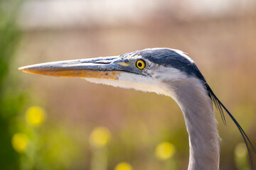 Great blue heron (Ardea cinerea) close up.