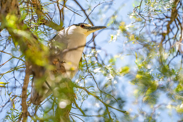 Black-crowned night heron (Nycticorax nycticorax) sits on a tree.  