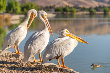 Fototapeta na wymiar Three white American pelicans stand on the shore of Lake Elizabeth in Fremont Central Park.