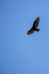 Turkey vulture soaring in the sky
