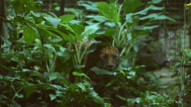Jaguar in Slowmotion at the Belize Zoo, Central America