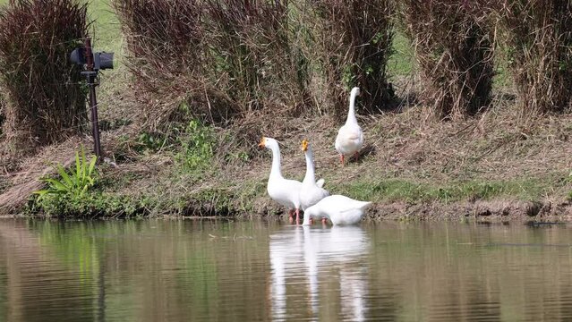 Group of white goose resting in pond.