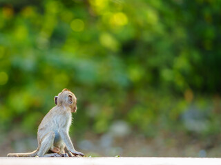 Portrait, Side view Little brown monkey or Macaca sit vacant alone, It look back and turned away, use your think and imagination, absent-mindedat , Khao Ngu Stone Park, Thailand. Leave space for text.