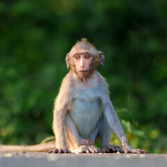Portrait, front view full body Little brown monkey or Macaca sits on ground vacant alone in green background, happy, enjoying and making eye contact at Khao Ngu Stone Park, Ratchaburi, Thailand.