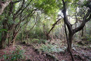 Fototapeta premium old trees and vines in wild forest