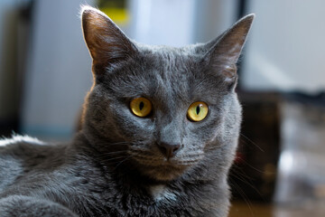 Cute british shorthair cat on blurred background. Grey British Shorthair Cat Portrait Orange Yellow eyes