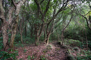 old trees and vines in wild forest
