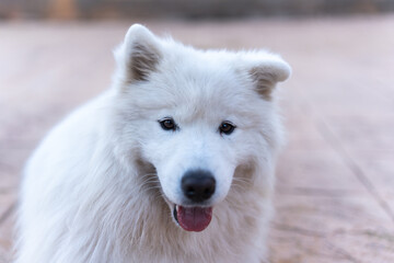 Obraz premium Adorable fluffy white domestic Samoyed dog with thick fur sitting on walkway during daytime