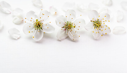 Cherry or plum flower with petals on white background