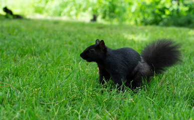 Naklejka na ściany i meble Black Squirrel with white moustaches resting on green grass. Melanistic black squirrel eating on the grass. Copy-space, selective focus. 