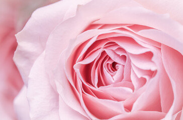 Fototapeta na wymiar Pink rose flower. Macro flowers background for holiday design