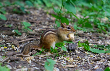 Naklejka na ściany i meble Landscape with chipmunk. Eastern Chipmunk (Tamias striatus) with blurry green background in Canada nature park.