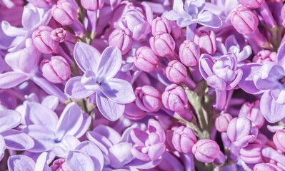 Purple terry Lilac flower petals. Macro flowers background for holiday design. Soft focus