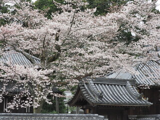 桜の花とお寺の建物