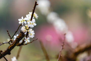 White plum blossom or Japanese apricot flower with beatiful bokeh.