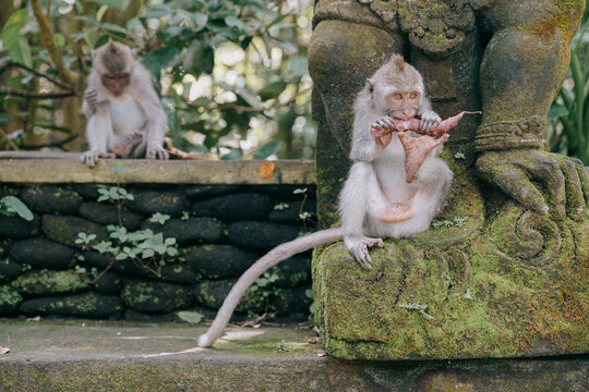 two cute baby monkeys eating and playing in the ubud monkey forest in bali, indonesia.