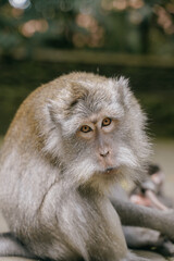 portrait of curious monkey in the monkey forest of ubud, bali, indonesia.