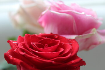 pink rose with water drops