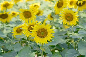 Fresh Sunflower blooming in the morning sun shine with nature background in the garden, Thailand.