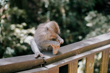 curious baby monkey discovering his food in the monkey forest Ubud, Bali, Indonesia.