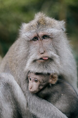 portrait of mother monkey taking care of baby monkey in the monkey forest in Ubud, Bali, indonesia.