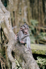 cute baby monkey playing in the ubud monkey forest in bali, indonesia.
