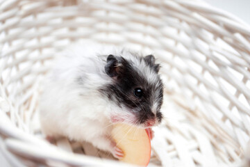 A white hamster eating an apple