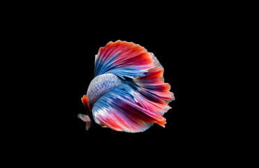 feather isolated on black