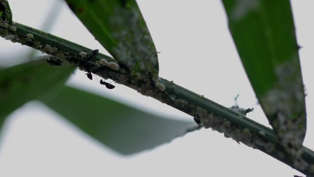 A group of small black ants herding mealybugs attached to the leaves of palm plants
