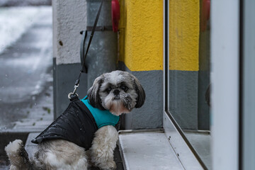 Ein kleiner niedlicher Hund ist vor einem Supermarkt im Winter angebunden