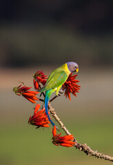 parrot , parakeet on the perch its plum headed female parakeet 