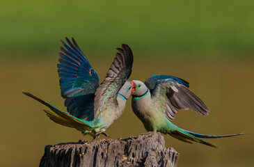 parrot fight 