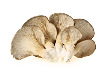 oyster mushroom on white background